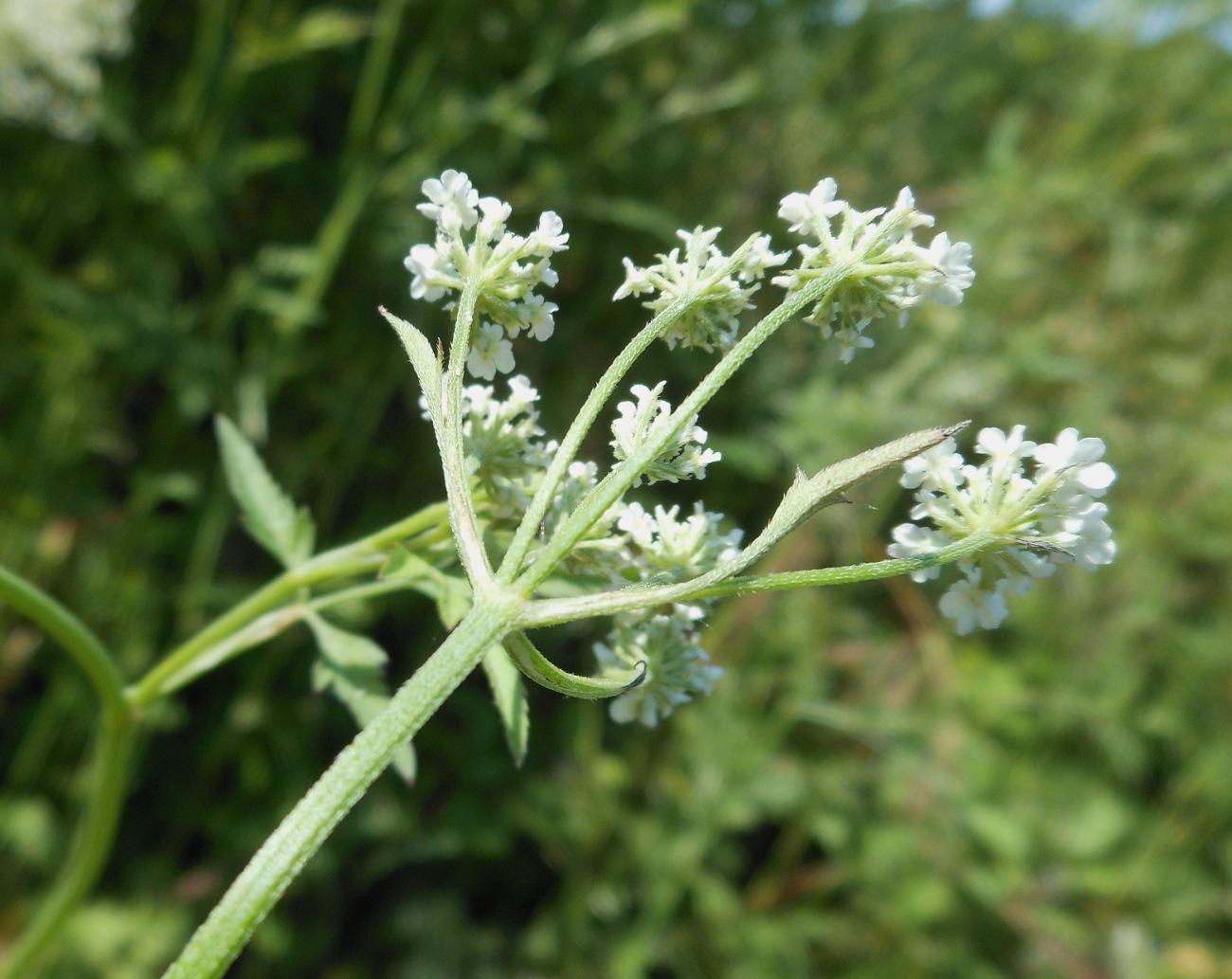 Torilis japonica (Houtt.) DC. / Lappolina petrosello